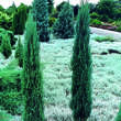 Juniperus scopolorum 'Blue Arrow': Bild 1/1