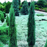 Blauer Säulenwacholder - Juniperus scopolorum 'Blue Arrow'