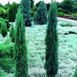 Juniperus scopolorum 'Blue Arrow' - Blauer Säulenwacholder