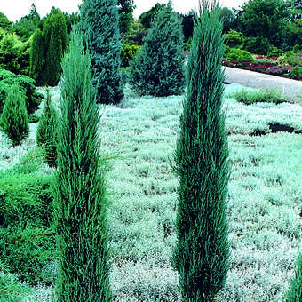 Juniperus scopolorum 'Blue Arrow'