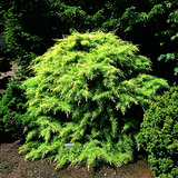 Cedrus deodara 'Golden Horizon' - Gelbe Kriechzeder