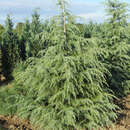 Cedrus deodara 'Karl Fuchs' - Paktia-Zeder