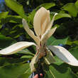 Magnolia macrophylla: Bild 1/6