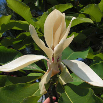 Magnolia macrophylla
