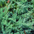 Juniperus horizontalis 'Blue Chip': Bild 2/4