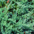 Juniperus horizontalis 'Blue Chip': Bild 2/4