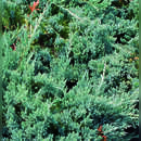 Blauer Kriechwacholder - Juniperus horizontalis 'Blue Chip'