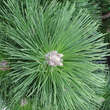 Pinus thunbergii 'Thunderhead': Bild 1/1