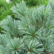 Pinus flexilis 'Pygmaea': Bild 1/1