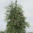 Sequoiadendron giganteum 'Barabits Requiem': Bild 1/1