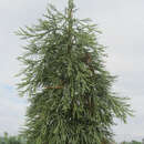 Sequoiadendron giganteum 'Barabits Requiem' - Hänge-Mammutbaum