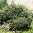 Pinus sylvestris 'Watereri': Bild 1/4