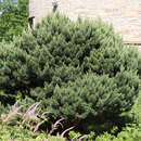 Pinus sylvestris 'Watereri' - Kugelföhre