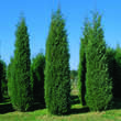 Juniperus virginiana 'Pyramidalis Glauca': Bild 1/2