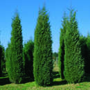 Juniperus v. 'Pyramidalis Glauca' - Zypressenwacholder
