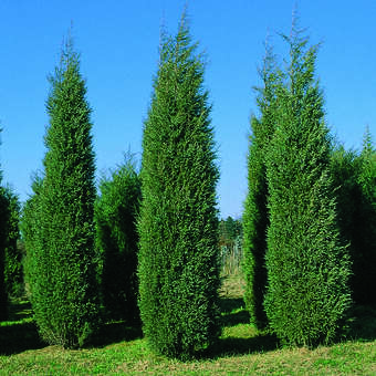 Juniperus virginiana 'Pyramidalis Glauca'