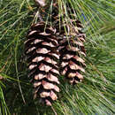 Tränenkiefer, Seidenföhre - Pinus wallichiana