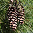 Pinus wallichiana - Tränenkiefer, Seidenföhre