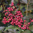 Zanthoxylum simulans perforatum: Bild 1/7