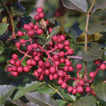 Zanthoxylum simulans perforatum