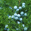 Juniperus chinensis 'Keteleeri': Bild 1/4