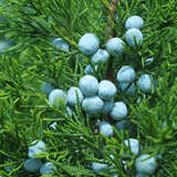 Juniperus chinensis 'Keteleeri' - Chinesischer Baumwacholder