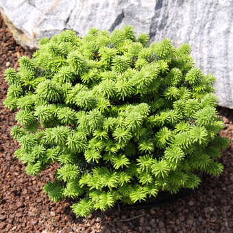 Abies balsamea 'Piccolo'
