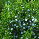 Juniperus virginiana 'Canaertii' - Virginischer Baumwacholder