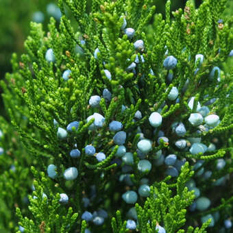 Juniperus virginiana 'Canaertii'