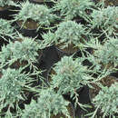 Juniperus horizontalis Icee Blue' - Silber-Kriechwacholder