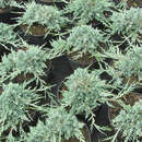 Juniperus horizontalis Icee Blue' - Silber-Kriechwacholder