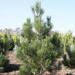 Pinus heldreichii 'Hesse': Bild 1/2