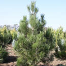 Zwerg-Schlangenhautkiefer - Pinus heldreichii 'Hesse'