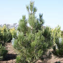 Pinus heldreichii 'Hesse' - Zwerg-Schlangenhautkiefer