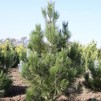 Pinus heldreichii 'Hesse'