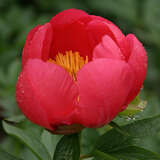 Paeonia lactiflora 'Flame' - Pfingstrose