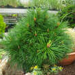 Pinus mugo 'Varella': Bild 1/2