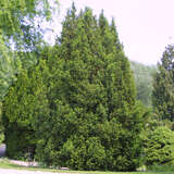 Taxus baccata 'Overeynderi' - Pyramideneibe