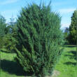 Juniperus chinensis 'Blaauw': Bild 1/3
