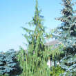 Chamaecyparis nootkatensis 'Pendula': Bild 3/4