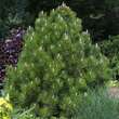 Pinus heldreichii 'Compact Gem': Bild 1/4