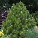 Pinus heldreichii 'Compact Gem' - Kugel-Schlangenhautkiefer