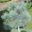 Pinus flexilis 'Cesarini Blue': Bild 1/1