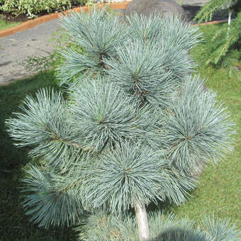 Pinus flexilis 'Cesarini Blue'