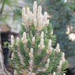 Pinus thunbergii 'Kotobuki': Bild 1/1