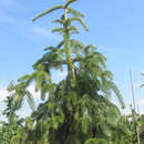 Abies nordmanniana 'Pendula' - Hänge-Nordmannstanne