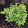 Juniperus chinensis 'Plumosa Aurea': Bild 1/3