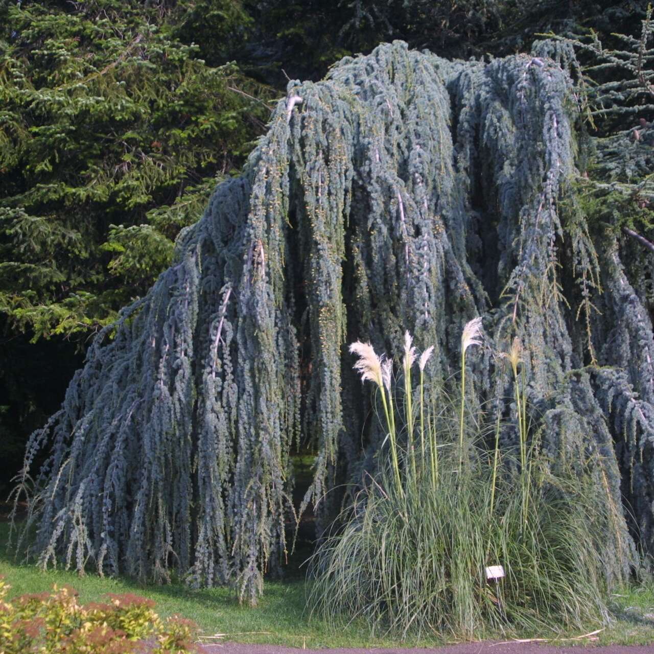 HängeAtlaszeder Cedrus libani 'Glauca Pendula' grau/silbrig
