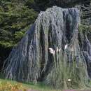Cedrus libani 'Glauca Pendula' - Hänge-Atlaszeder