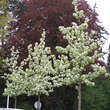 Pyrus calleryana 'Aristocrat': Bild 7/10